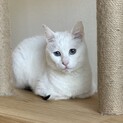 困り顔のブルーアイ白猫さん♡尻尾だけしましま