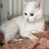 困り顔のブルーアイ白猫さん♡尻尾だけしましま サムネイル2