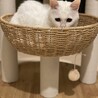 困り顔のブルーアイ白猫さん♡尻尾だけしましま サムネイル3