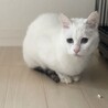 困り顔のブルーアイ白猫さん♡尻尾だけしましま サムネイル5