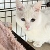 困り顔のブルーアイ白猫さん♡尻尾だけしましま サムネイル6