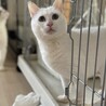 困り顔のブルーアイ白猫さん♡尻尾だけしましま サムネイル4