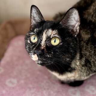 多頭飼育崩壊レスキュー・メイ