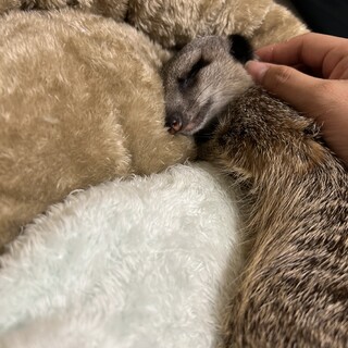 1歳半　ミーアキャット　女の子