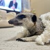 1歳半　ミーアキャット　女の子 サムネイル2