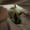 1歳半　ミーアキャット　女の子 サムネイル3