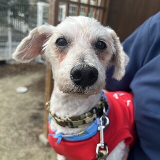 里親決定。マルプー君の新しい飼い主さん募集