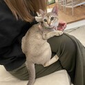 シンガプーラ　子猫　0.8歳