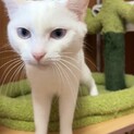 美白猫ブルーアイのネスちゃん