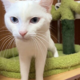 美白猫ブルーアイのネスちゃん