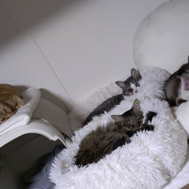 シャインの写真