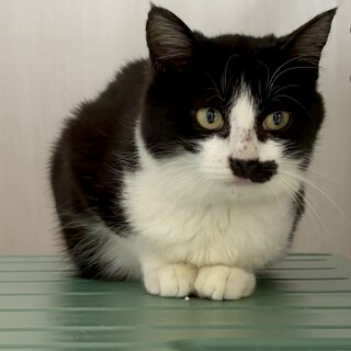 お髭がかわいい白黒さん（面会予定）