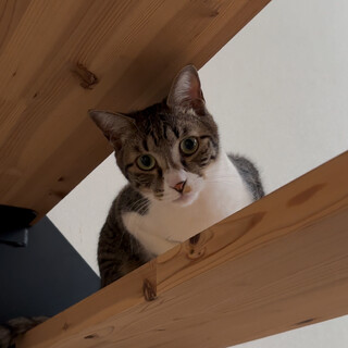 かっこいい猫さん