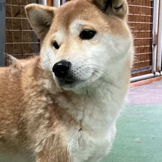 柴犬風ツムギちゃん究極のツンデレ美人犬です