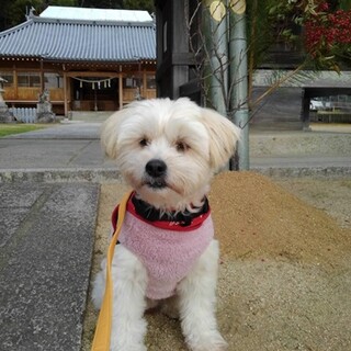 人と一緒にいたい中型犬