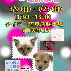 ニコ猫譲渡会