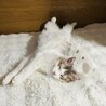 いつもお腹出して寝てます