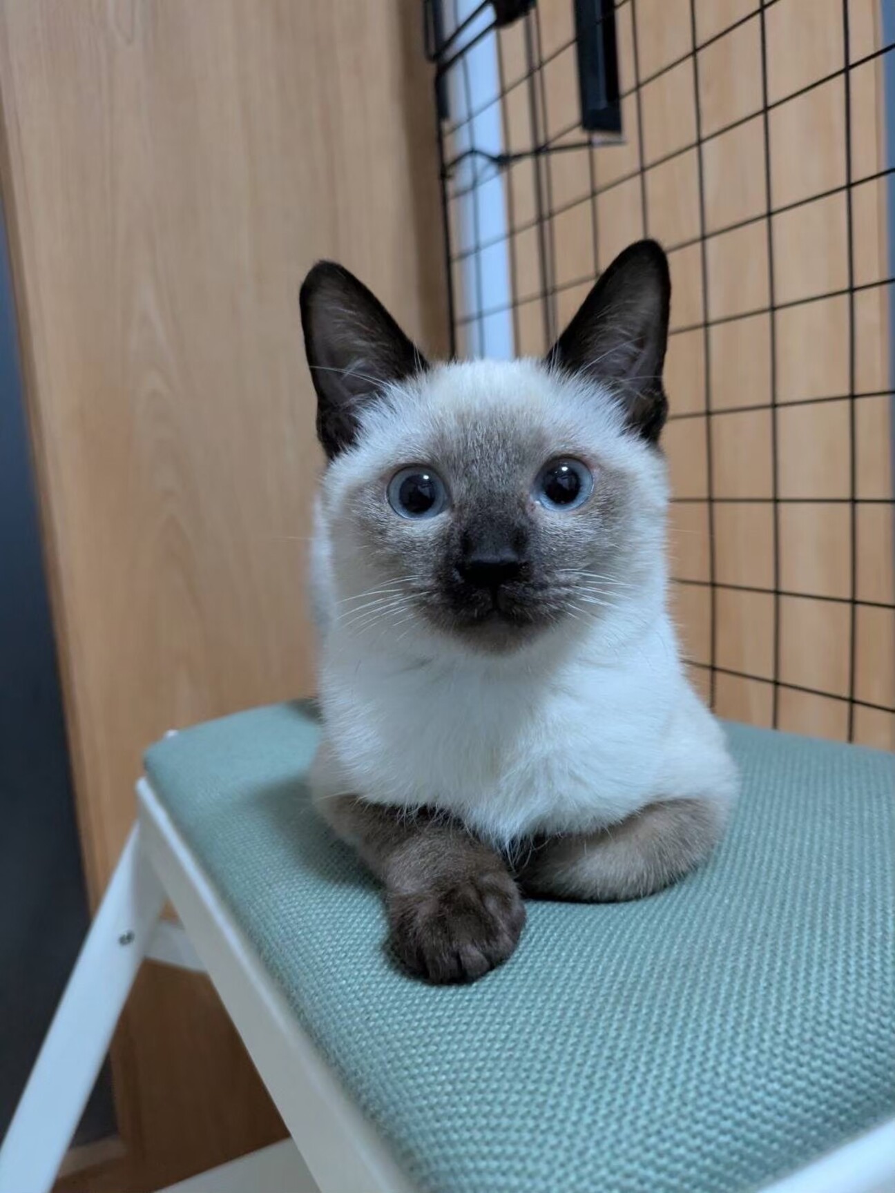 ♡プリティさま♡ ありがとうございます！ Kyun” to Hyugaizaka 46 and Miyazaki Hinata Fes - YouTube