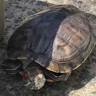 ミシシッピアカミミガメの里親を募集します
