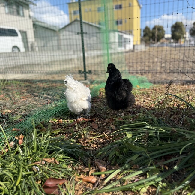 Kurodaizeのカバー写真