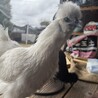 の写真
