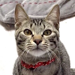 人が大好き懐っこい甘えん坊カール君