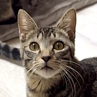 超甘えん坊で抱っこも人も猫も大好きルイス君