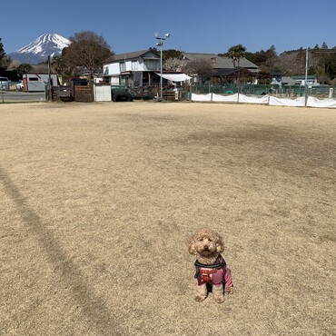 ドッグランにて
