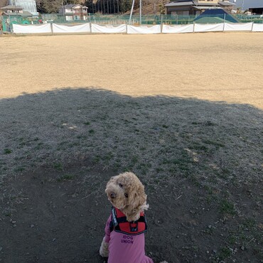 アジリティ見学