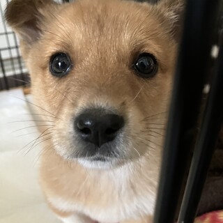 一旦募集停止します