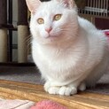 真っ白な毛並みが可愛い男の子
