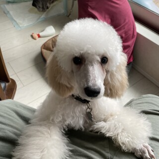 トイプードルクリームホワイトの男の子里親さん募集