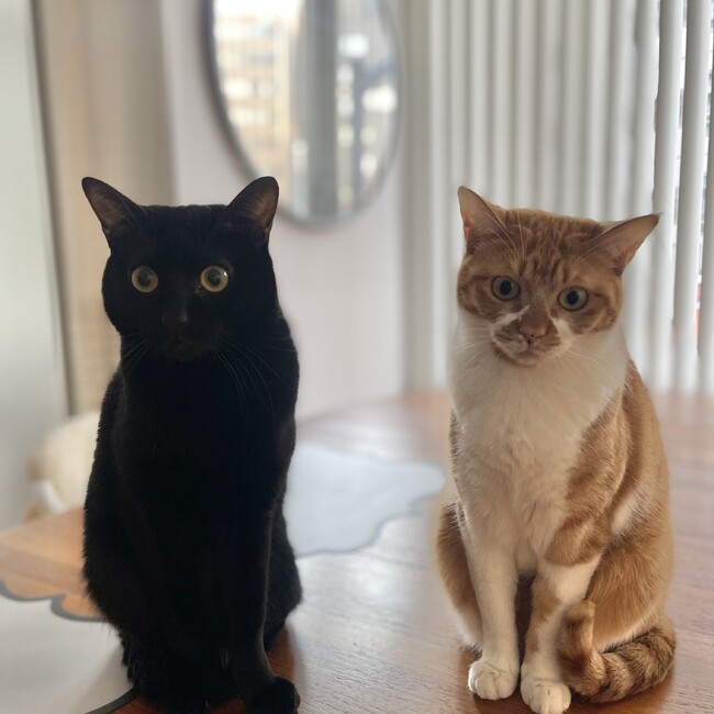 みみみみかんのカバー写真