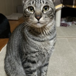 甘えん坊ないけにゃんさくら君