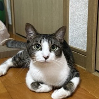 人馴れ練習中まるちゃん