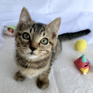 3/9(日)譲渡会予約受付中 仲良し兄妹このめ君