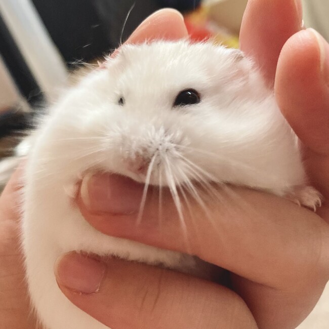 まっしろましろのカバー写真