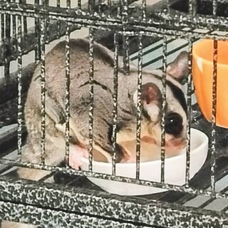 フクロモモンガ １歳半の女の子