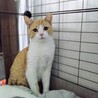 ねこねこりお