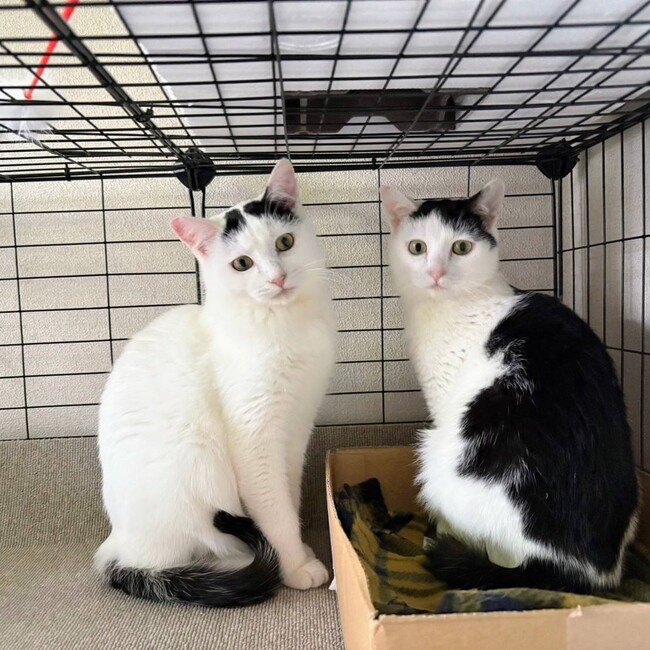 ねこねこりおのカバー写真