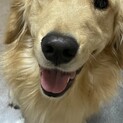 ゴールデンレトリバー　男の子2歳　人が大好きです