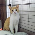生後6ヶ月 の 子猫 の里親を募集しています！