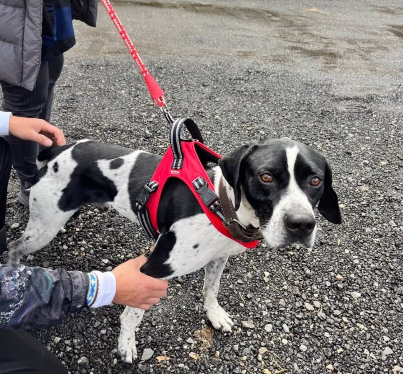 イングリッシュポインター」鹿児島県 - 犬の里親募集(511826
