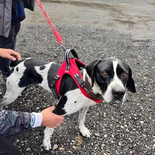 イングリッシュポインター