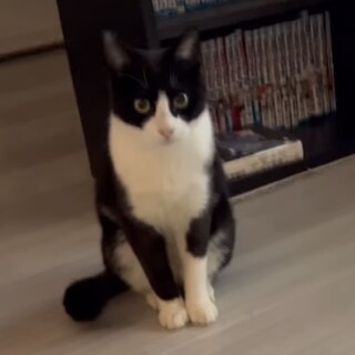 8ヶ月　タキシードの男の子