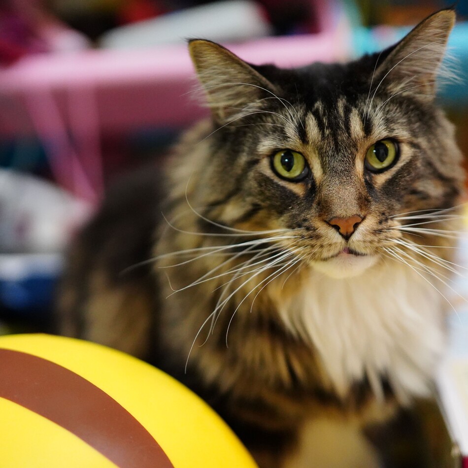 ももたろすのカバー写真