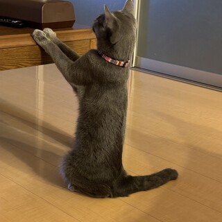 雑種男の子推定2際