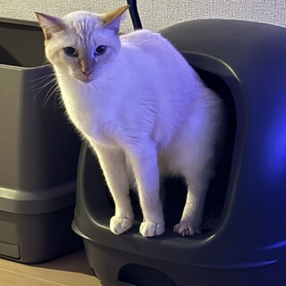 雑種男の子推定2歳