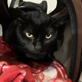 ボンベイ男の子推定6歳