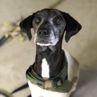 ベルちゃん　イタグレミックス風